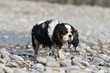 CAVALIER KING CHARLES 251